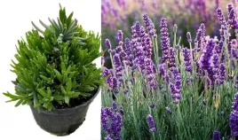 lawenda-waskolistna-zestaw-24-sadzonki-w-doniczkach-mrozoodporna-pachnaca