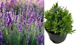 lawenda-hidcote-blue-zestaw-7-sadzonek-w-doniczkach-mrozoodporna-pachnaca