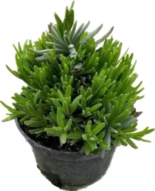 lawenda-hidcote-blue-sadzonka-w-doniczce-mrozoodporna-pachnaca-na-komary