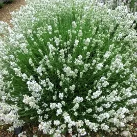 lawenda-biala-white-fragrance-aromat-i-elegancja-w-twoim-ogrodzie