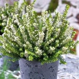 wrzosiec-wiosenny-bialy-sadzonka-w-doniczce-do-twojego-ogrodu-skalniak