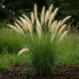 rozplenica-little-honey-kremowa-pennisetum-alopecuroides-w-doniczce-05l