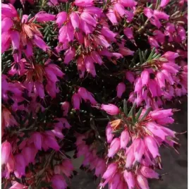 wrzosiec-wiosenny-derica-carnea-rozowo-czerwony-kwiaty-zimozielony-p12