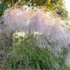 miskant-chinski-memory-biale-kwiatostany-sadzonka-w-doniczce-p9