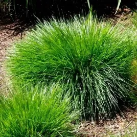 smialek-darniowy-palava-sadzonka-do-twojego-ogrodu-w-doniczce-p9-skalniak