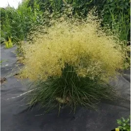 smialek-darniowy-tradiflora-sadzonka-do-twojego-ogrodu-w-doniczce-skalniak