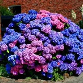 hortensja-ogrodowa-bouquet-rose-rozowa-sadzonka-w-doniczce-do-ogrodu