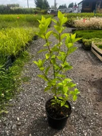 hortensja-limelight-bukietowa-kwiat-zielonkawo-bialo-kremowy-sadzonka-2l