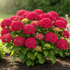 hortensja-ogrodowa-red-baron-sadzonka-w-doniczce-p9-czerwona