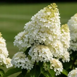 hortensja-bukietowa-grandiflora-duze-bialo-kremowe-kwiatostany-sadzonka-p9