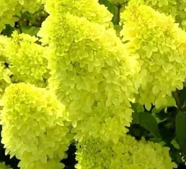 hortensja-bukietowa-magical-candle-intensywnie-zolta-sadzonka-w-doniczce-p9