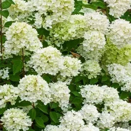 hortensja-bukietowa-bombshell-kwiat-bialo-kremowy-w-doniczce-p9