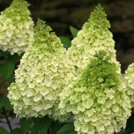 hortensja-bukietowa-kilimanjaro-kwiat-kremowo-bialy-sadzonka-w-doniczce-p9