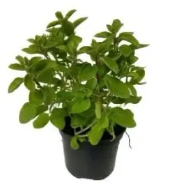 majeranek-sadzonka-w-doniczce-do-kuchni-i-ogrodu-zielnika-ziolo-przyprawa