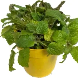 melisa-sadzonka-w-doniczce-do-kuchni-ogrodu-zielnika-eko-do-drinkow-wody