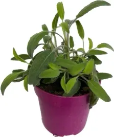 szalwia-lekarska-sadzonka-w-doniczce-do-kuchni-i-ogrodu-zielnika-ziolo