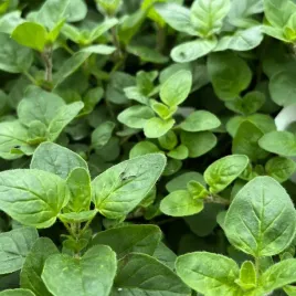oregano-zielone-przyprawa-do-kazdego-ogrodu-kuchni-zielnika-sadzonka-w-p10