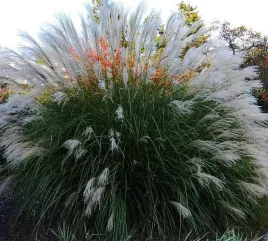 miskant-chinski-silberspinne-sadzonka-w-doniczce-do-twojego-ogrodu-p9