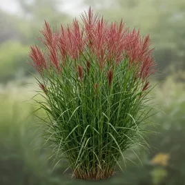 miskant-zielono-czerwony-red-chief-ognista-czerwien-w-twoim-ogrodzie