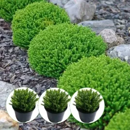 hebe-idealna-na-skalniaki-wiecznie-zielona-sadzonka-w-doniczce-12-sadzonek