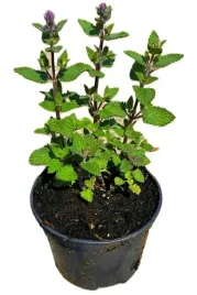 kocimietka-odstrasza-komary-miododajna-dlugo-kwitnaca-zestaw-48-sadzonek