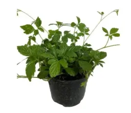 gynostemma-ziolo-zycia-dlugowiecznosci-sadzonka-w-doniczce-do-kuchni-ogrodu