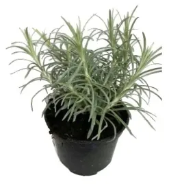 curry-kocanka-maggi-wloska-sadzonka-w-doniczce-do-kuchni-i-ogrodu-carry