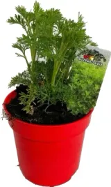 bylica-artemisia-drzewko-boze-cola-sadzonka-w-doniczce