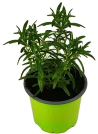 rozmaryn-lekarski-sadzonka-w-doniczce-silnie-pachnacy-do-kuchni-i-ogrodu