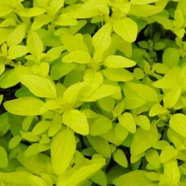 oregano-gold-przyprawa-sadzonka-w-doniczce-do-kuchni-i-ogrodu