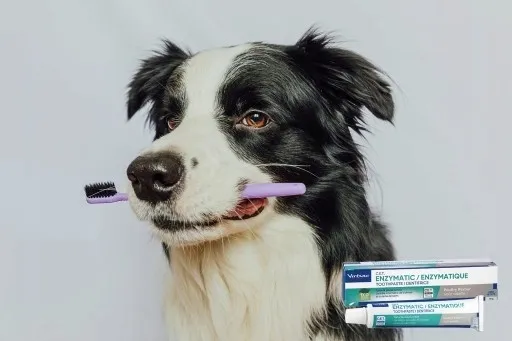 orozyme-strips-s-gryzaki-dentystyczne-stan-opakowania-oryginalne-marka-orozyme