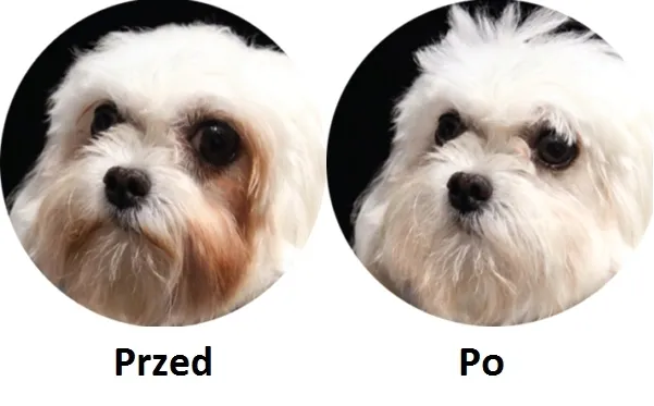 natures-protection-biale-psy-maltanczyk-15-kg-smak-jagniecina