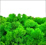 eco-lustro-z-mchem-ksztalt-kolo