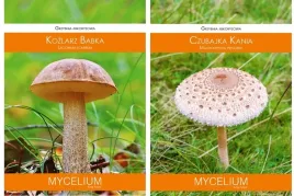 kozlarz-babka-czubajka-kania-pakiet-2-sztuk-grzybni