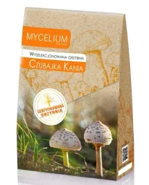 czubajka-kania-grzyby-w-ogrodzie-mycelium