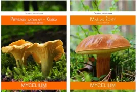 kurka-maslak-zolty-zestaw-2-grzybni