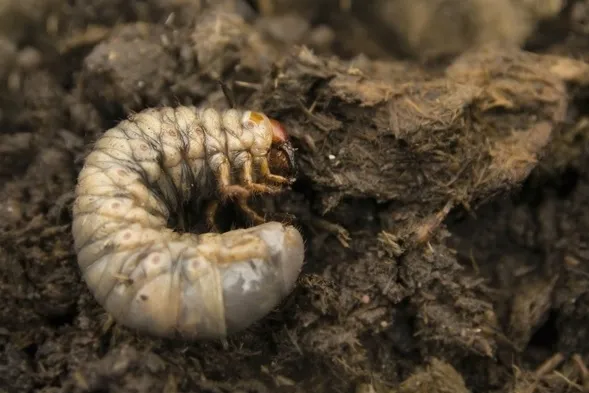 agrecol-grammini-limit-10-g-394