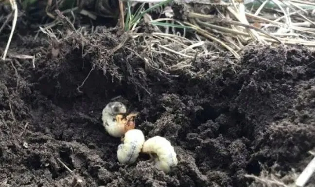 agrecol-grammini-limit-10-g-394-stan-nowy