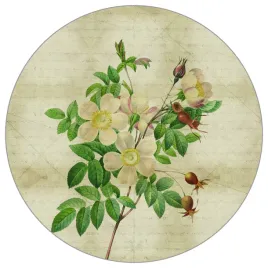 fototapeta-okragla-rycina-botaniczna-w-stylu-vintage-ii-100x100-flizelina