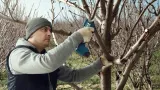 akumulatorowy-sekator-pro-pruner-bosch-korpus-stan-opakowania-oryginalne
