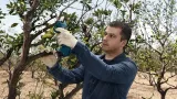 akumulatorowy-sekator-pro-pruner-bosch-korpus-stan-nowy-marka-bosch