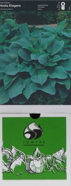 hosta-funkia-elegans-1-szt