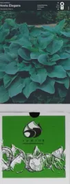 hosta-funkia-elegans-1-szt