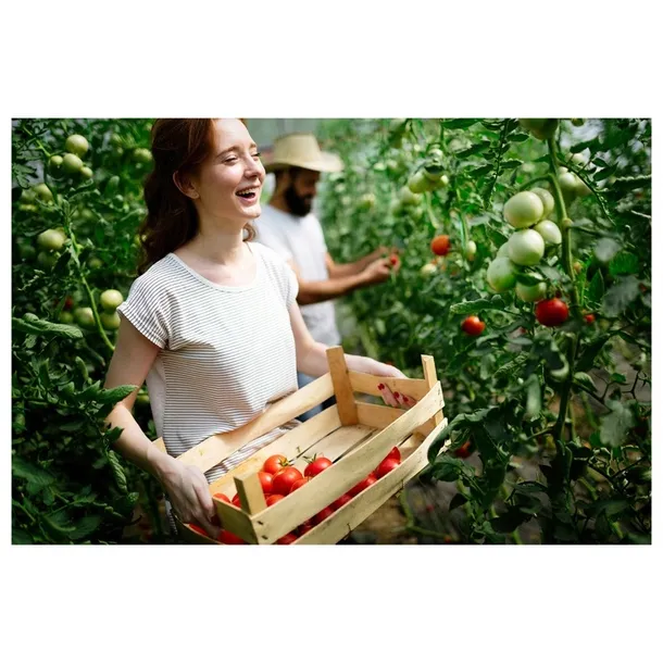 tunel-foliowy-ogrodowy-6x3-szklarnia-3x6-18m2-zielony-foliak-uv4-gratis-kod-producenta-002956