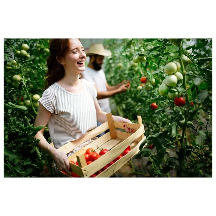 tunel-foliowy-ogrodowy-6x3-szklarnia-3x6-18m2-zielony-foliak-uv4-gratis