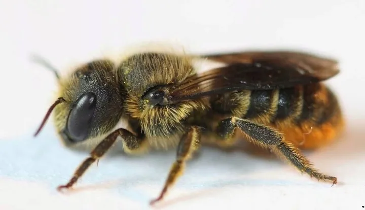 pszczola-murarka-ogrodowa-kokony