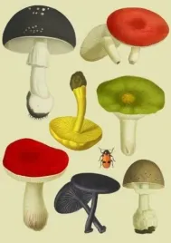 karnet-b6-z-koperta-grzyby