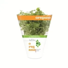 oregano-doniczka-baziolka-1-szt