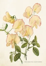 karnet-st448-b6-koperta-kwiaty-groszku