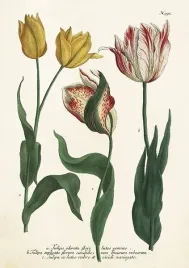 karnet-st449-b6-koperta-tulipany